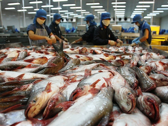 Cá da trơn Việt Nam bị áp thuế chống bán phá giá tại thị trường Hoa Kỳ