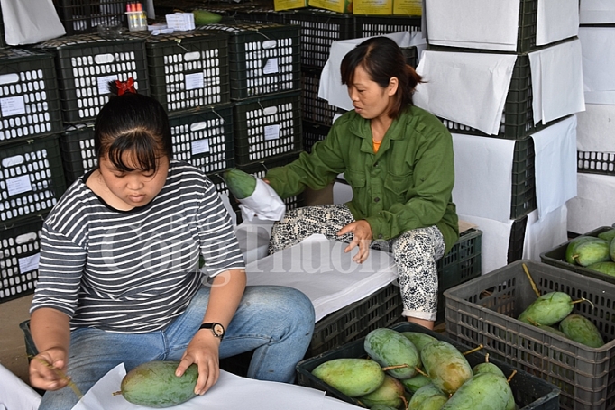 xoai tieu thu thanh cong den nhieu thi truong