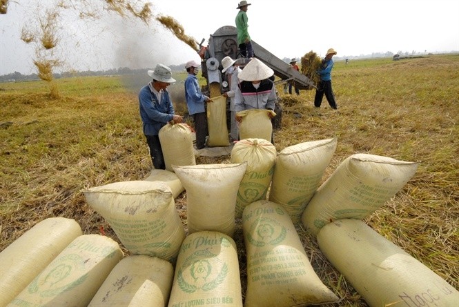 Giá lúa gạo hôm nay 16/8: Triển vọng xuất khẩu sang Bangladesh, Philippines và Iraq