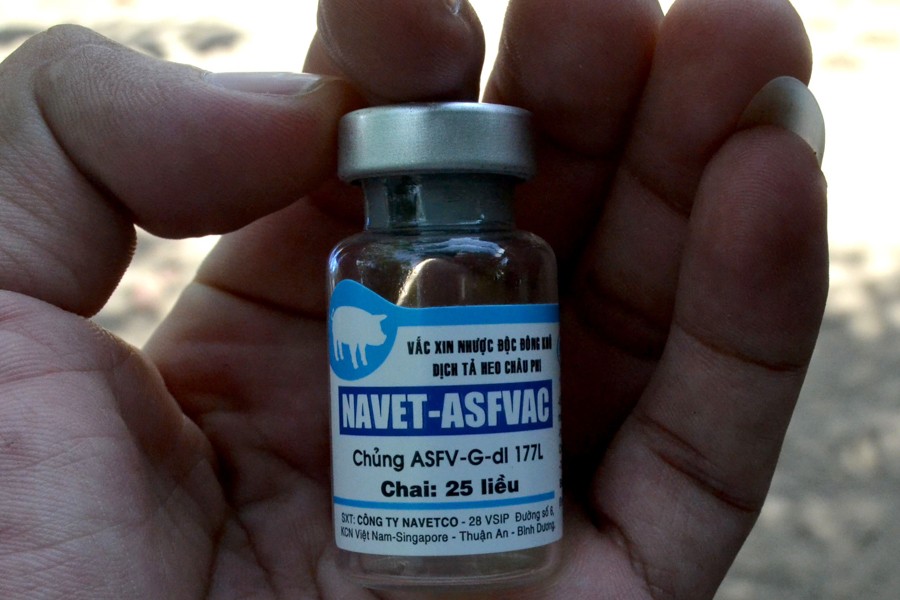 Quảng Ngãi: Heo chết hàng loạt sau khi tiêm vắc-xin phòng dịch tả heo châu Phi