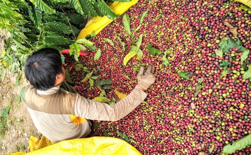 Ngành cà phê Việt Nam vẫn có thể thiết lập được mốc kim ngạch kỷ lục 4 tỷ USD trong năm 2022.