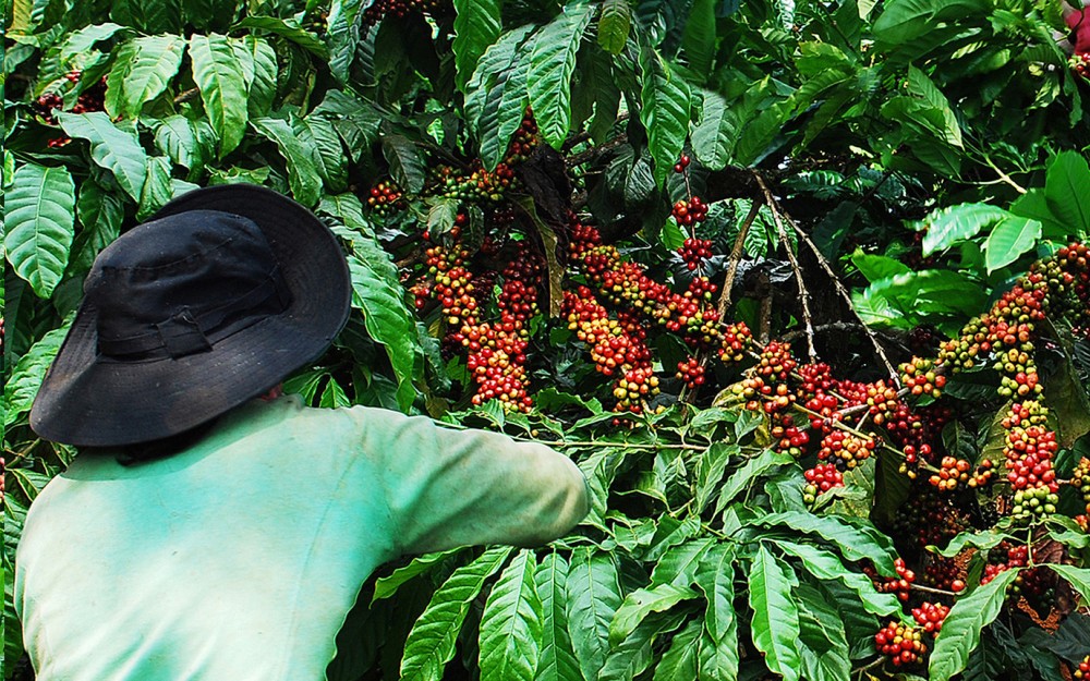 Giá cà phê hôm nay 7/9: Giá cà phê trong nước tiếp tục giảm thêm 300 đồng/kg