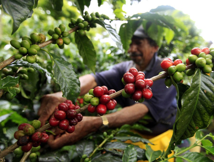 Giá cà phê hôm nay 9/9: Giá cà phê trong nước giảm 200 đồng/kg