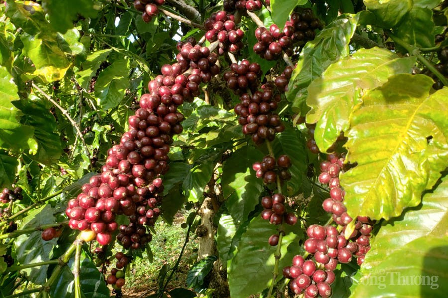 Giá cà phê hôm nay, ngày 12/9: Giá cà phê trong nước khả quan, giá cà phê thế giới nhiều “ẩn số”