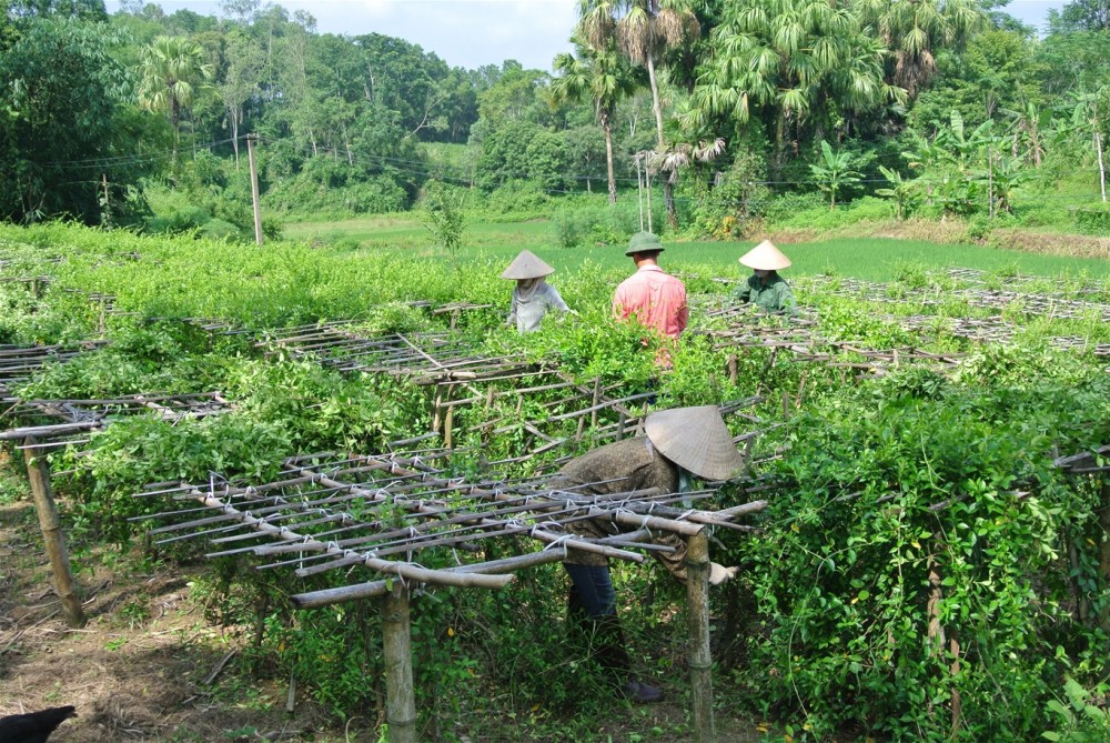 Từ trồng cây dược liệu, nông dân tỉnh Hà Giang có thu nhập gấp nhiều lần trồng ngô lúa