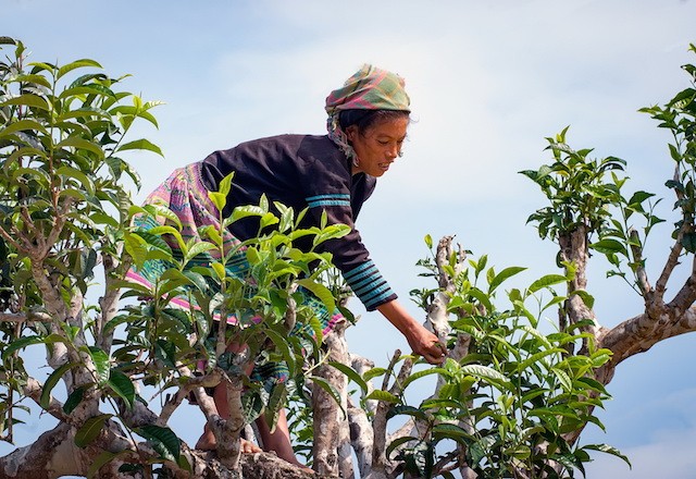 Huyện Vị Xuyên phát triển cây chè từ rất sớm và có diện tích trồng chè lớn nhất tỉnh Hà Giang