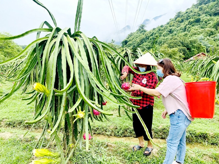 Người dân huyện Vị Xuyên thu hoạch thanh long