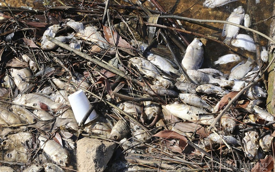Kết quả bước đầu nguyên nhân khiến hàng chục tấn cá chết bất thường ở Hà Tĩnh