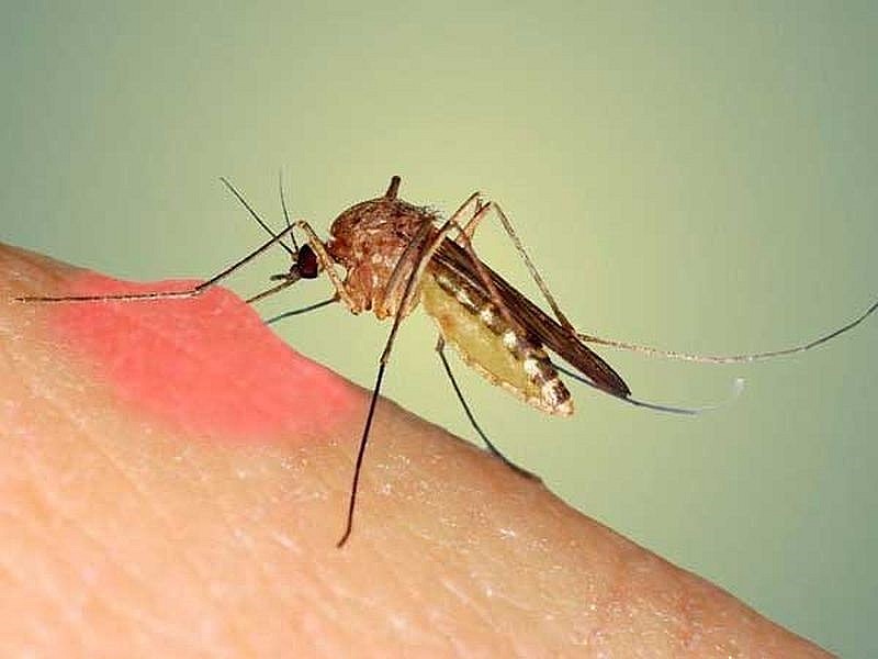 Có 2 ổ dịch sốt xuất huyết tại Nghi Sơn, Thanh Hóa khẩn trương khoanh vùng, dập dịch