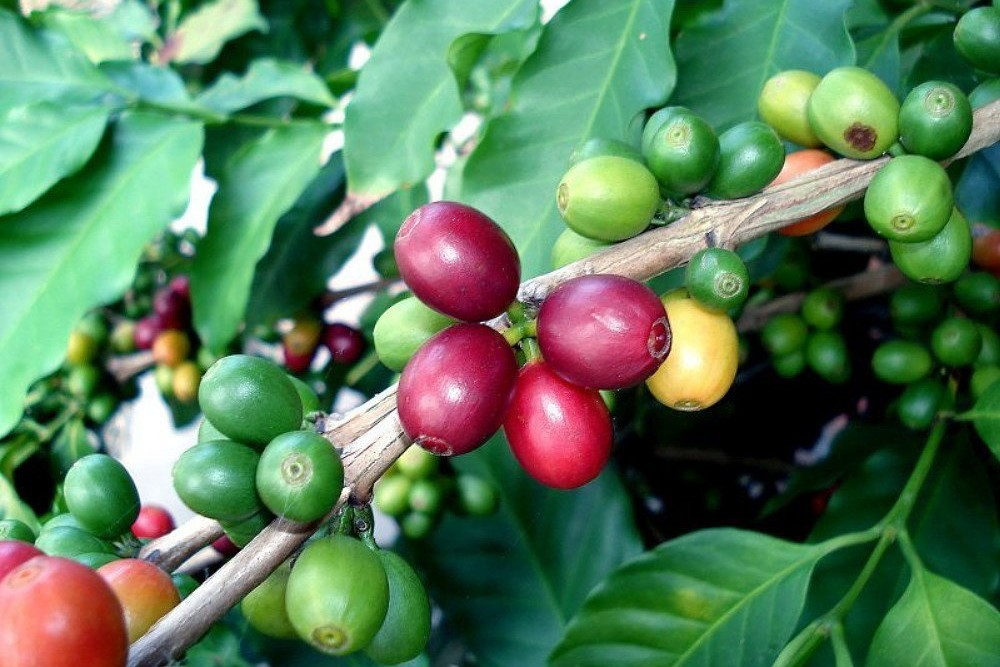 Giá cà phê hôm nay 30/9: Giá cà phê trong nước giảm 500 đồng/kg