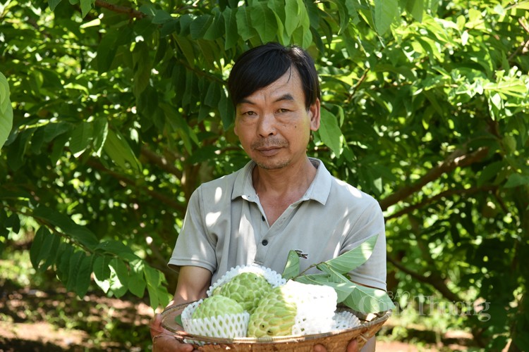 HTX Mé Lếch khai thác những giống na mới đem lại hiệu quả kinh tế