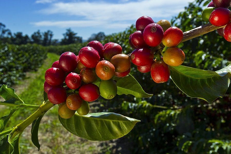 Cao su, cà phê, ca cao, gỗ… nếu trồng trên đất phá rừng sau năm 2020 sẽ không được nhập khẩu vào EU theo một thỏa thuận mới đây.