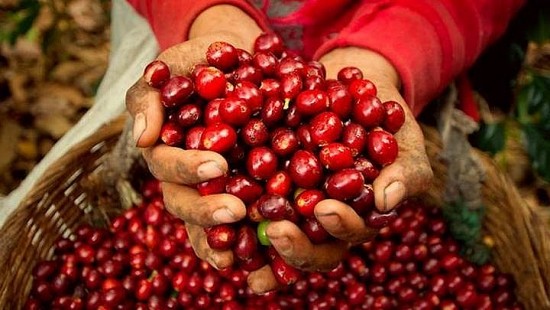 Giá cà phê hôm nay 28/3: Giá cà phê trong nước cao nhất 48.600 đồng/kg