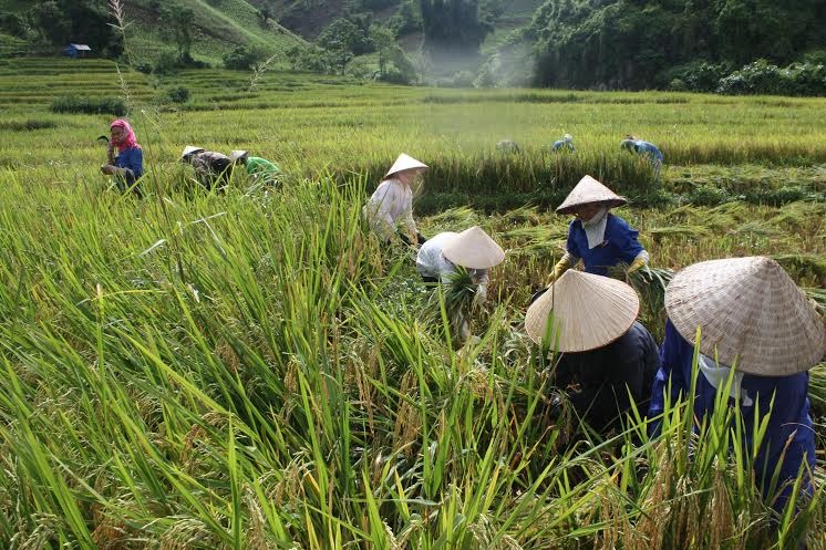Gạo tẻ râu Phong Thổ - sản phẩm OCOP 3 sao của tỉnh Lai Châu