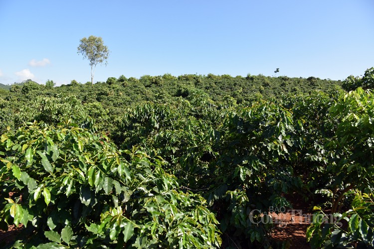Cây cà phê, cây công nghiệp chủ lực của tỉnh Sơn La