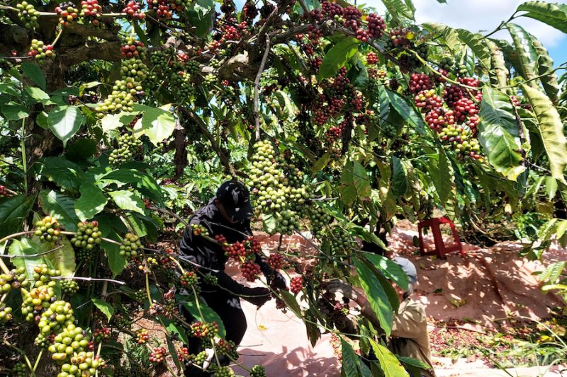 Được mùa, người trồng cà phê các tỉnh Tây Nguyên kỳ vọng được giá