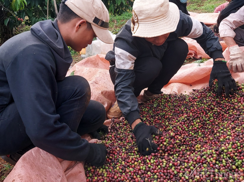 Được mùa, người trồng cà phê các tỉnh Tây Nguyên kỳ vọng được giá