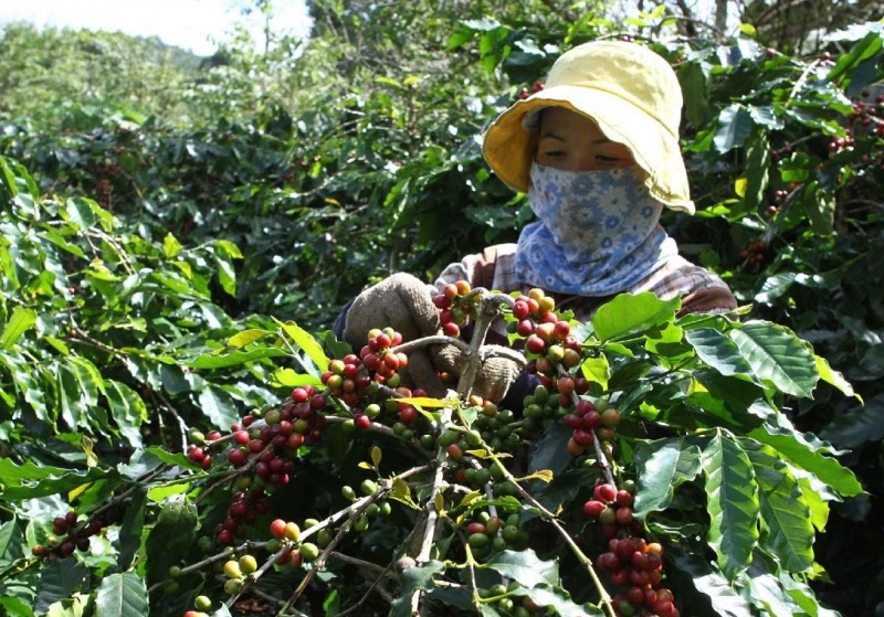 Quảng Trị: Đồng bào Vân Kiều canh tác cà phê bền vững
