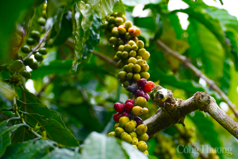 Giá cà phê hôm nay 20/11: Giá cà phê trong nước tiếp tục giảm