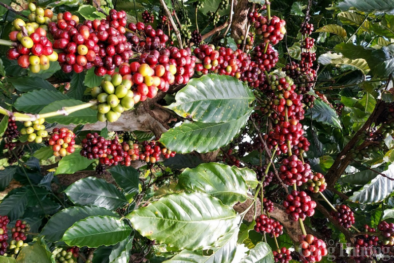 Giá cà phê hôm nay, 21/11: Giá cà phê trong nước đồng loạt dưới 40.000 đồng/kg