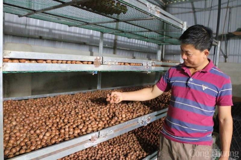 Đắk Nông: Tập trung phát triển 3 sản phẩm nông nghiệp chủ lực của địa phương