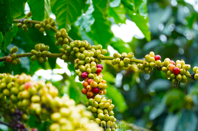 Luỹ kế trong 10 tháng đầu năm, lượng xuất khẩu cà phê vẫn tăng 10,8% so với cùng kỳ năm ngoái. Đáng chú ý, kim ngạch xuất khẩu tăng rất mạnh 33,7% giá trị so với cùng kỳ năm 2021.
