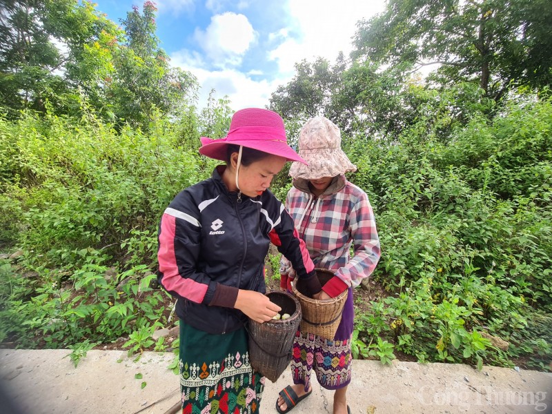 Quảng Bình: Phát triển sản phẩm măng rừng giúp bà con dân tộc Ma Coong thoát nghèo