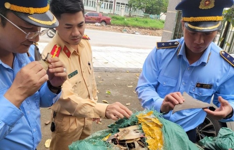 Quảng Ninh: Phát hiện 30kg vây cá mập sấy khô không rõ nguồn gốc