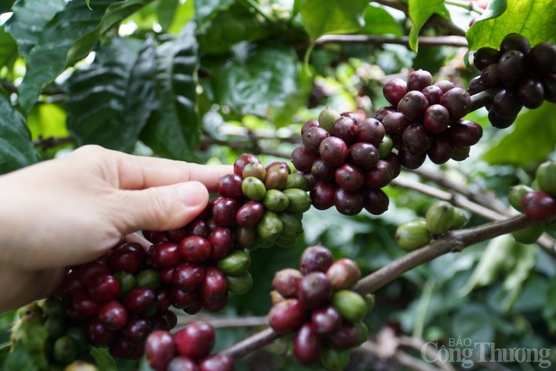 Giá cà phê hôm nay, 28/11: Giá cà phê nhân xô trong nước cao nhất là 40.600 đồng/kg