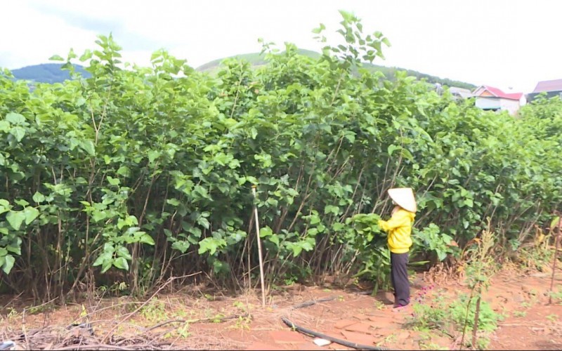 Lâm Đồng: Nhân rộng mô hình trồng dâu nuôi tằm tại vùng đồng bào dân tộc