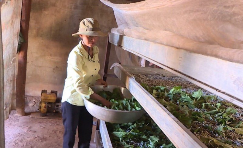 Lâm Đồng: Nhân rộng mô hình trồng dâu nuôi tằm tại vùng đồng bào dân tộc