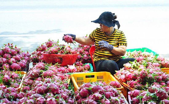 Có Hiệp định EVFTA vì sao xuất khẩu nông sản sang EU vẫn khó?