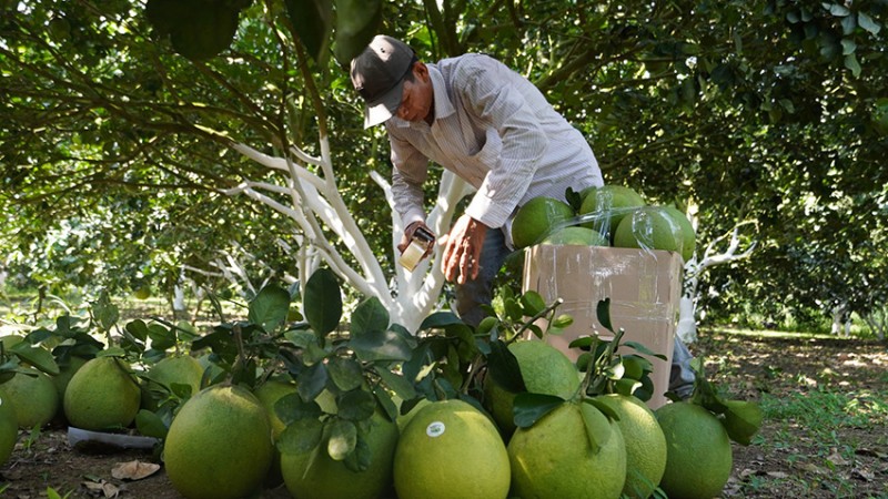 Tỉnh Bến Tre: Đa dạng hoạt động xúc tiến tiêu thụ cho nông sản Tỉnh Bến Tre: Đa dạng hoạt động xúc tiến tiêu thụ cho nông sản