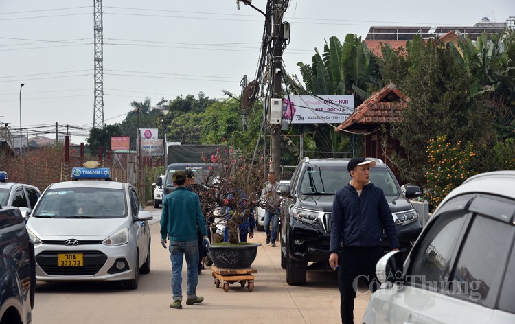 Sôi động thị trường đào Nhật Tân, quất Tứ Liên những ngày giáp Tết