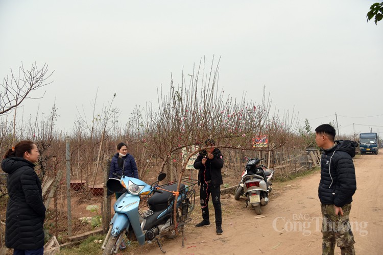 Sôi động thị trường đào Nhật Tân, quất Tứ Liên những ngày giáp Tết Sôi động thị trường đào Nhật Tân, quất Tứ Liên những ngày giáp Tết