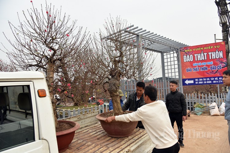 Sôi động thị trường đào Nhật Tân, quất Tứ Liên những ngày giáp Tết