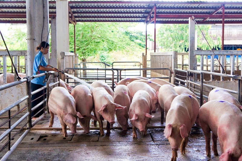 Giá heo hơi hôm nay 5/6: Tiếp tục đi ngang trên diện rộng