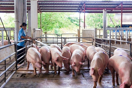 Giá heo hơi hôm nay 27/3: Mức cao nhất 52.000 đồng/kg