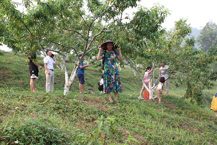 Đông đảo du khách đến cao nguyên Bắc Hà trải nghiệm mùa đào Pháp chín đỏ