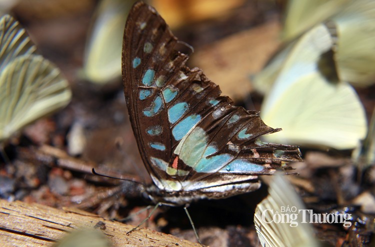 Thiên đường bướm rừng Cúc Phương, bức tranh đa sắc màu