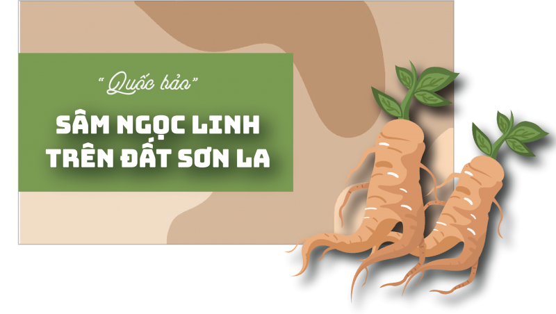 Longform | “Quốc bảo” sâm Ngọc Linh trên đất Sơn La