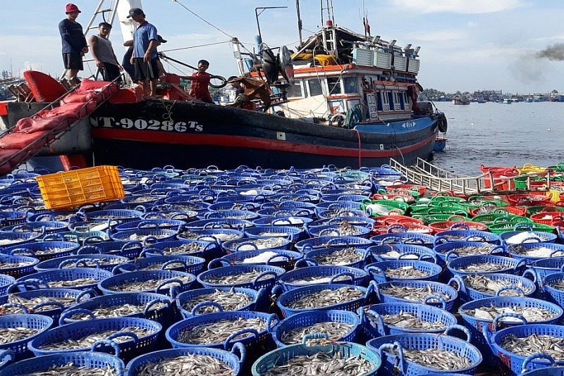 Xuất khẩu hải sản sang EU tụt giảm mạnh do “thẻ vàng” IUU