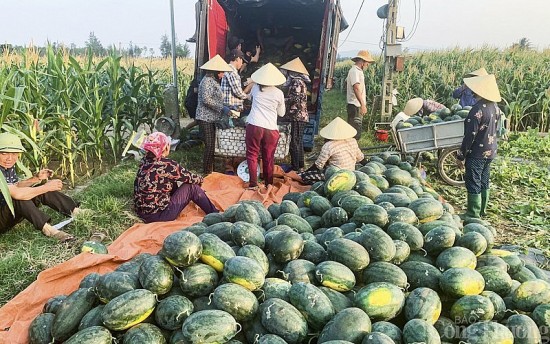 Đầu mùa dưa hấu được giá, nông dân Nghệ An bội thu