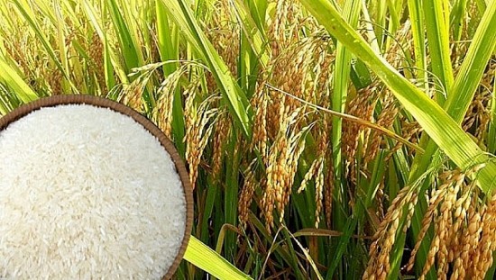 Giá lúa gạo hôm nay 27/5: Tiếp tục giữ ổn định