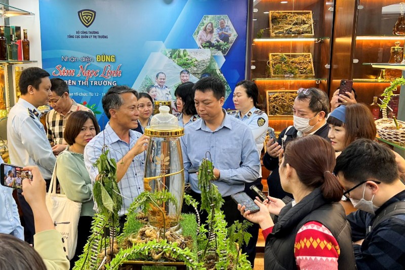 Kon Tum: Đồng bào dân tộc thoát nghèo nhờ sâm Ngọc Linh