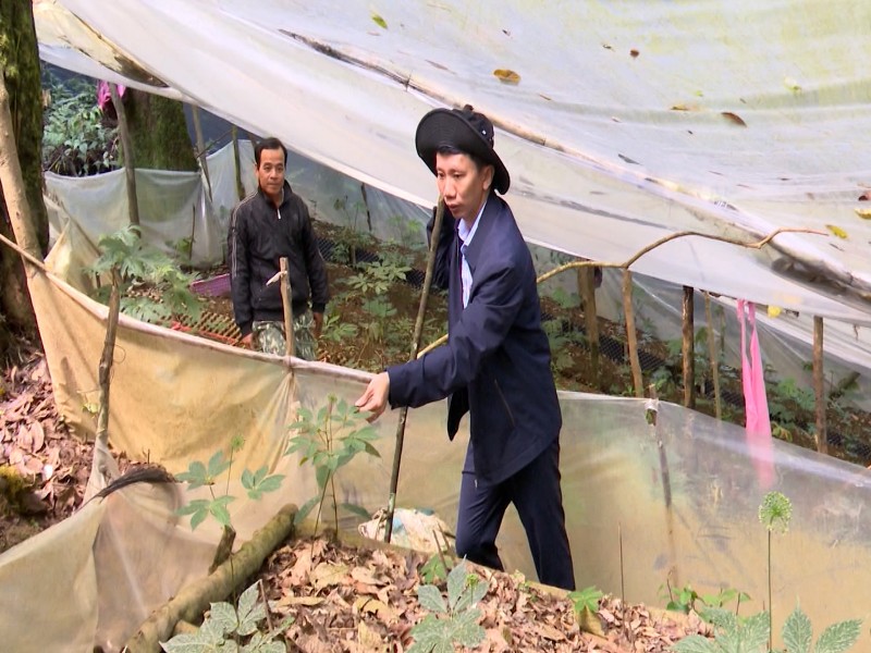 Kon Tum: Đồng bào dân tộc thoát nghèo nhờ sâm Ngọc Linh