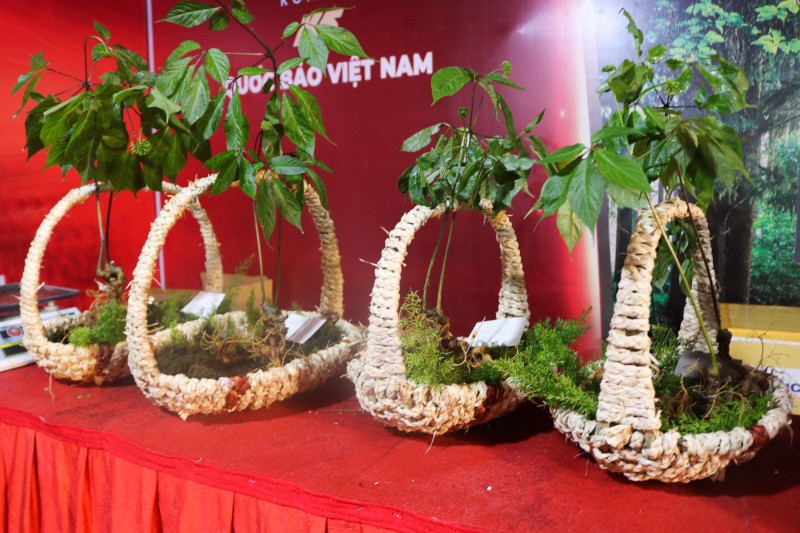 Kon Tum: Đồng bào dân tộc thoát nghèo nhờ sâm Ngọc Linh