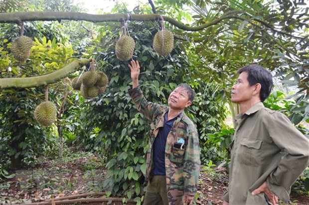 Giá sầu riêng đầu vụ tăng cao, nông dân Đắk Lắk vừa mừng vừa lo | Thị trường | Vietnam+ (VietnamPlus)