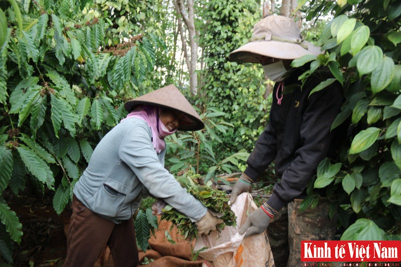 Giá tiêu hôm nay, các vùng trọng điểm tiếp tục giảm. Ảnh: Cấn Dũng