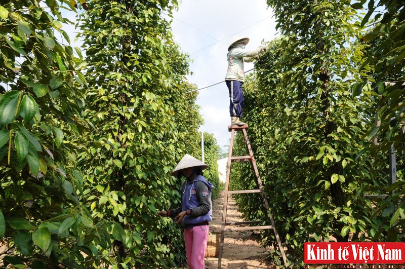 Giá tiêu hôm nay ngày 02/10/2023: Tiếp tục đi ngang, cao nhất 72.000 đồng/kg